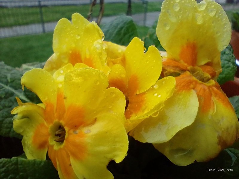 Primroses flowering on balcony 2th February 2024 003 (Macro).jpg