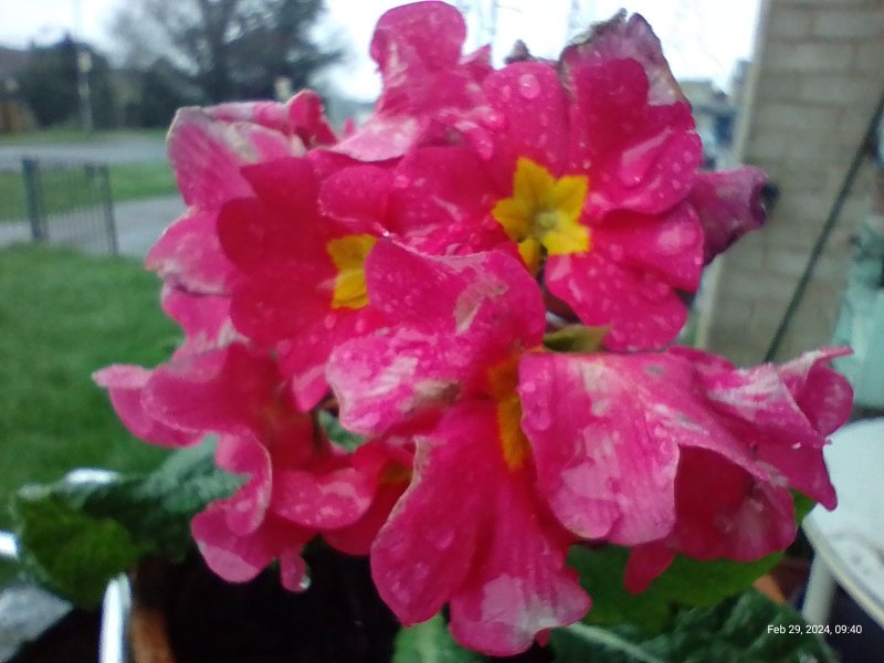 Primroses flowering on balcony 2th February 2024 004 (Macro).jpg