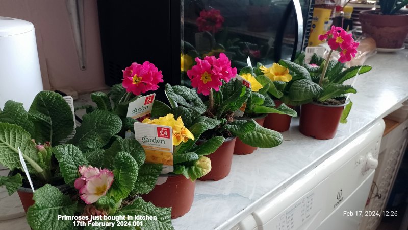 Primroses just bought in kitchen 17th February 2024 001.jpg