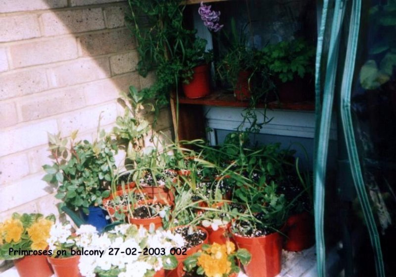 Primroses on balcony 27-02-2003 002.jpg