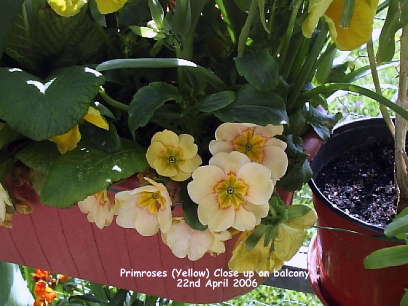 Primroses (Yellow) Close up on balcony 22-04-2006 002.JPG