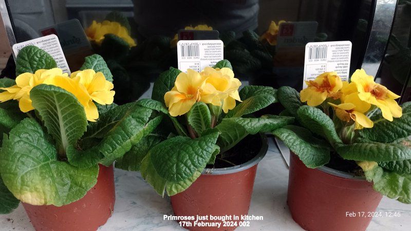 Primroses (Yellow) just bought in kitchen 17th February 2024 002.jpg