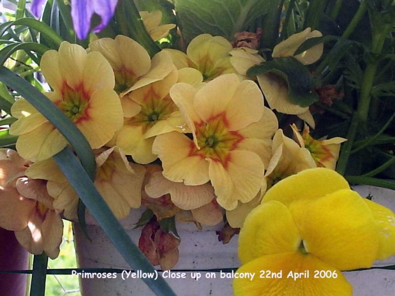 Primroses (Yellow) Very Close up on balcony 22-04-2006.JPG