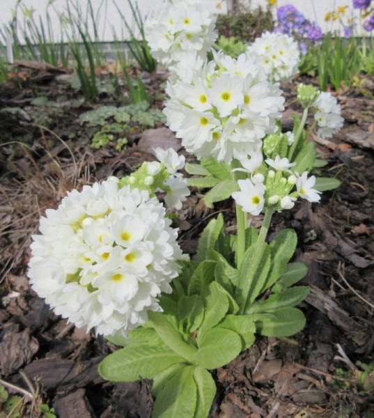 PRIMULA  DENTICULATA  ALBA 03-04-2017 11-44-16.JPG