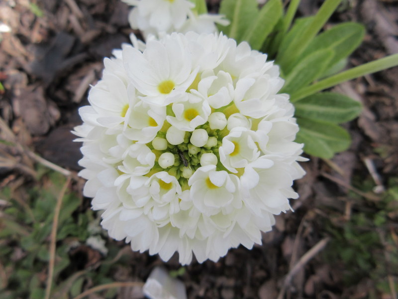 PRIMULA  DENTICULATA  ALBA 03-04-2017 11-44-53.JPG