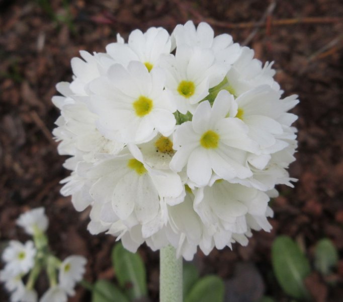 PRIMULA  DENTICULATA  ALBA 12-04-2020 17-26-24.JPG