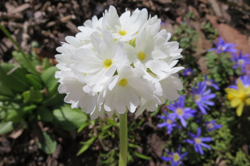 PRIMULA  DENTICULATA  ALBA 18-04-2016 13-30-00.JPG