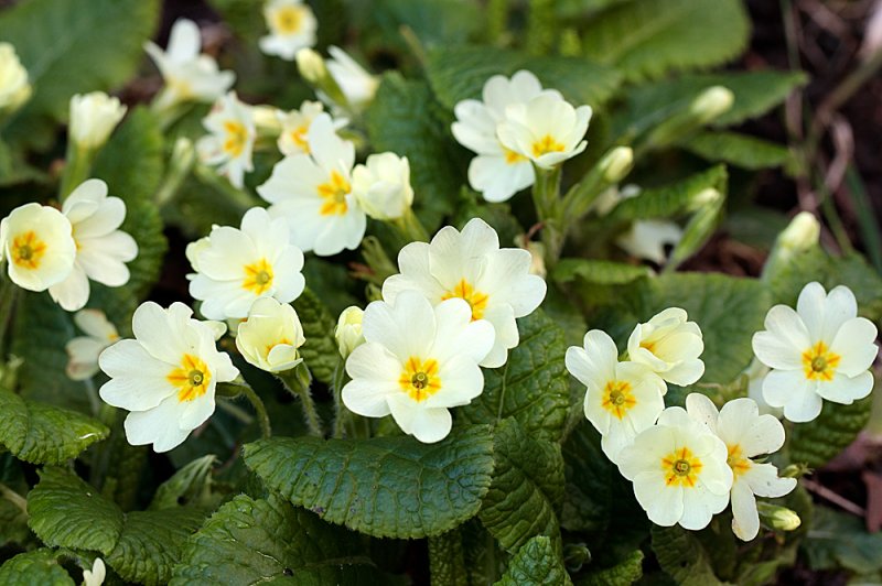 Primula-group.jpg