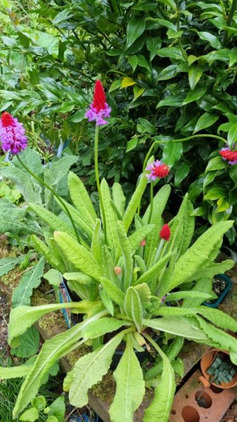 Primula vialli.jpg