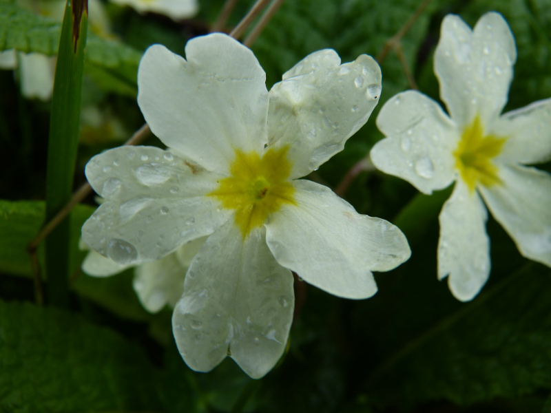 Primula vulgaris 1.JPG