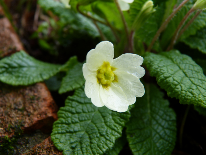 Primula vulgaris 2.JPG