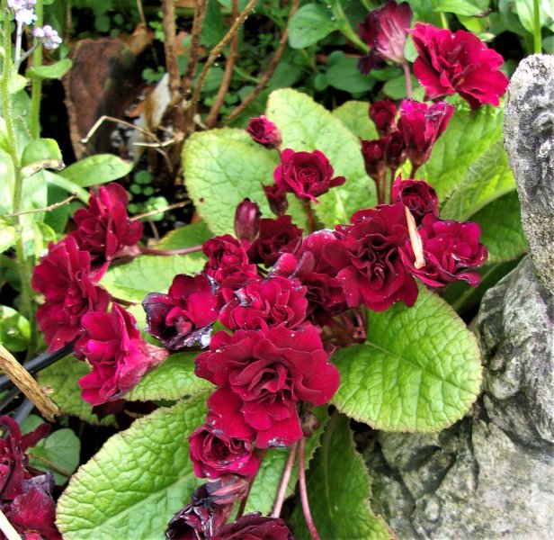 Primula vulgaris Captain Blood.JPG