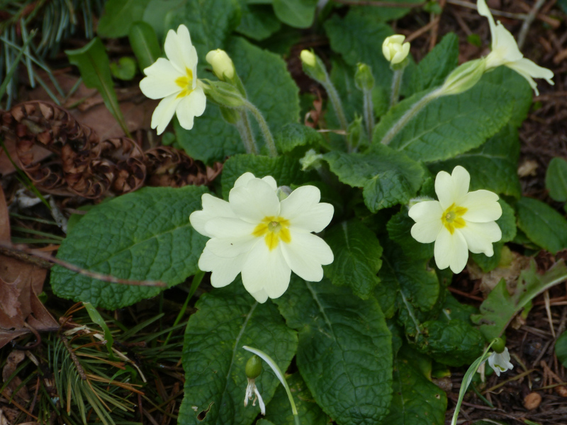 Primula vulgaris.JPG