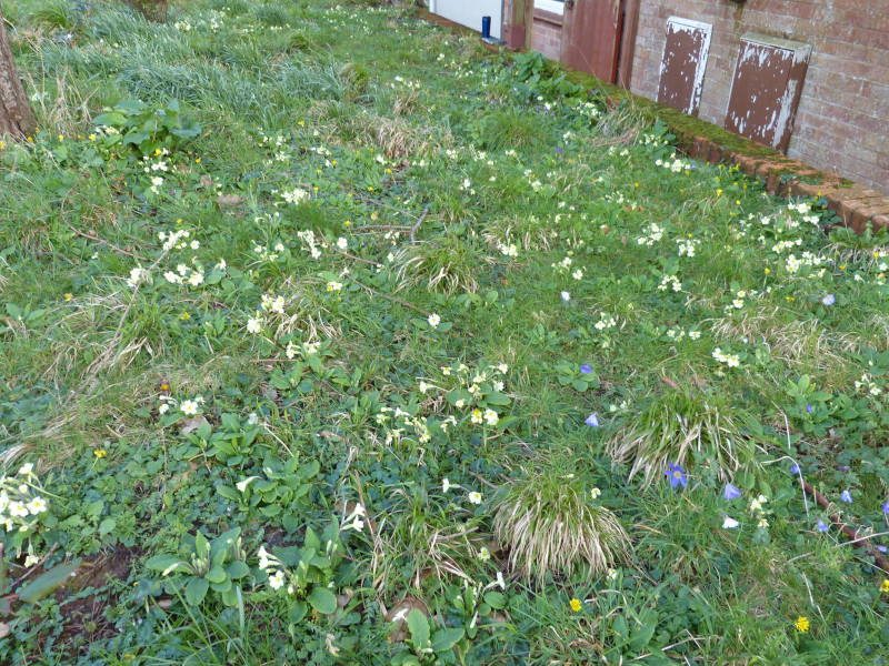 Primula vulgaris.JPG