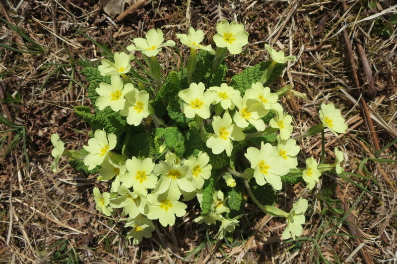 PRIMULA  VULGARIS  PRIMROSE 22-04-2015 12-06-58.JPG