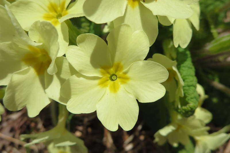 PRIMULA  VULGARIS  PRIMROSE 22-04-2015 12-07-11.JPG