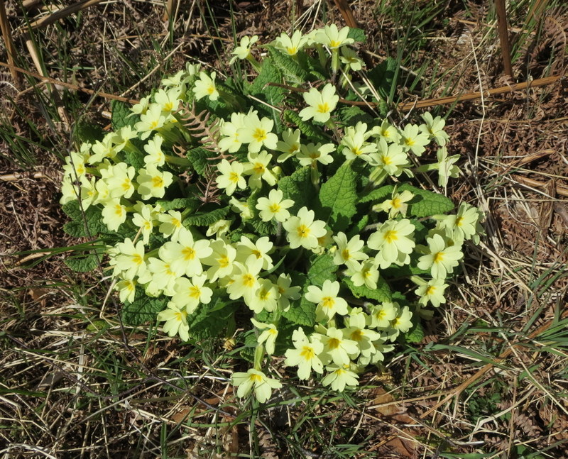 PRIMULA  VULGARIS  PRIMROSE 22-04-2015 12-27-50.JPG