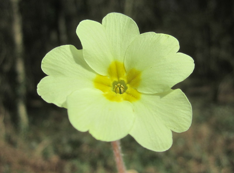 PRIMULA  VULGARIS  THRUM  PRIMROSE 24-Mar-12 12-31-24 PM.JPG