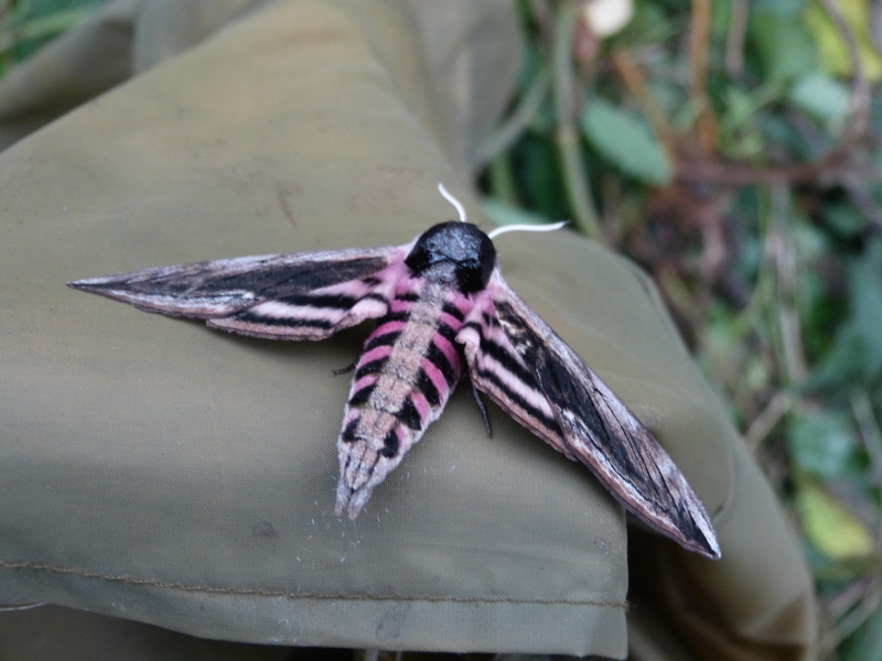 Privet Hawk Moth.JPG