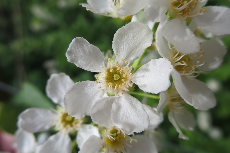 PRUNUS  PADUS  BIRD  CHERRY 01-05-2014 17-46-05.JPG