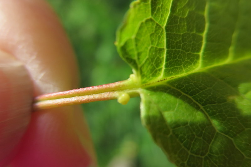 PRUNUS  PADUS  BIRD  CHERRY 01-05-2014 17-47-49.JPG