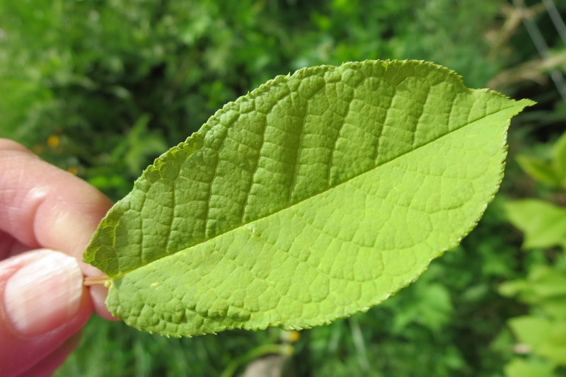 PRUNUS  PADUS  BIRD  CHERRY 01-05-2014 17-48-02.JPG