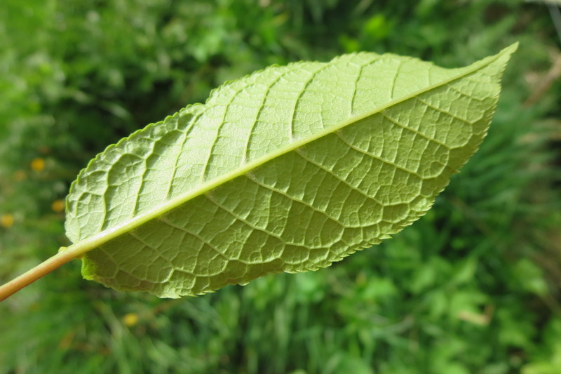 PRUNUS  PADUS  BIRD  CHERRY 01-05-2014 17-48-21.JPG