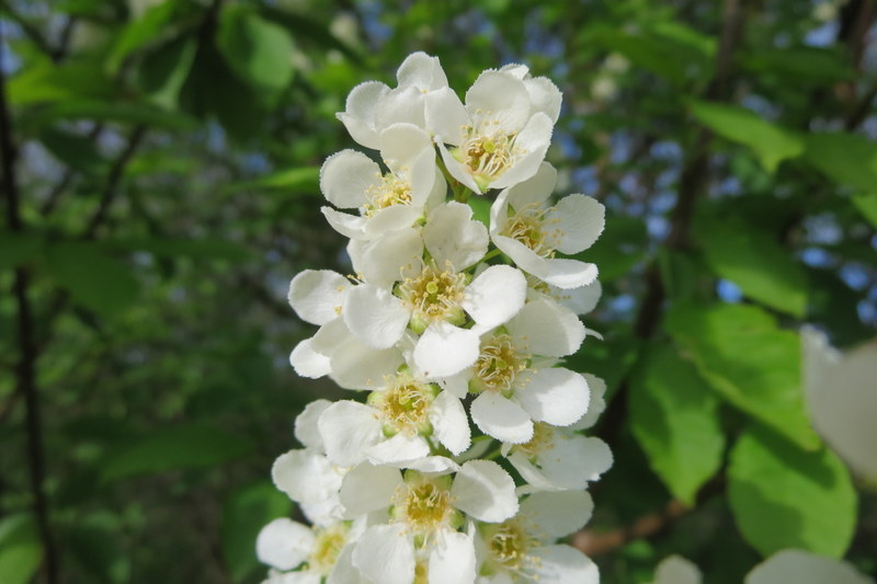 PRUNUS  PADUS  BIRD  CHERRY 01-05-2014 17-49-03.JPG