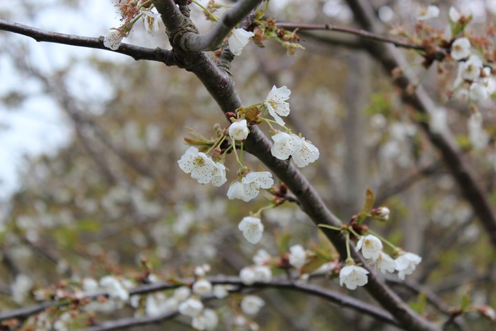 Prunus padus (Bird Cherry) 02 - small.jpg