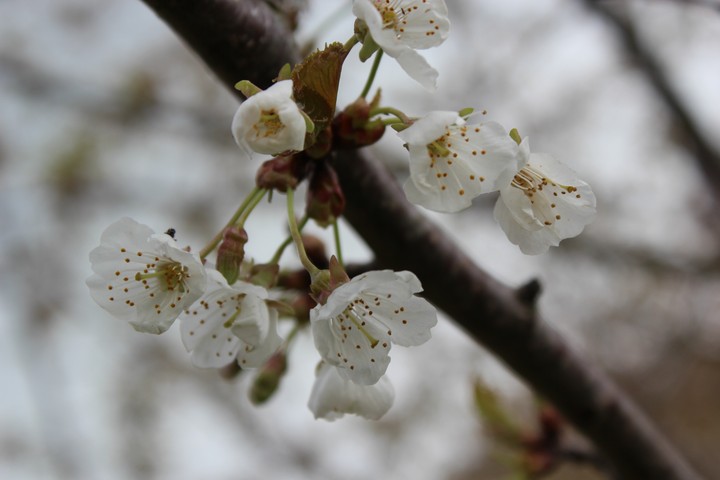 Prunus padus (Bird Cherry) 03 - small.jpg