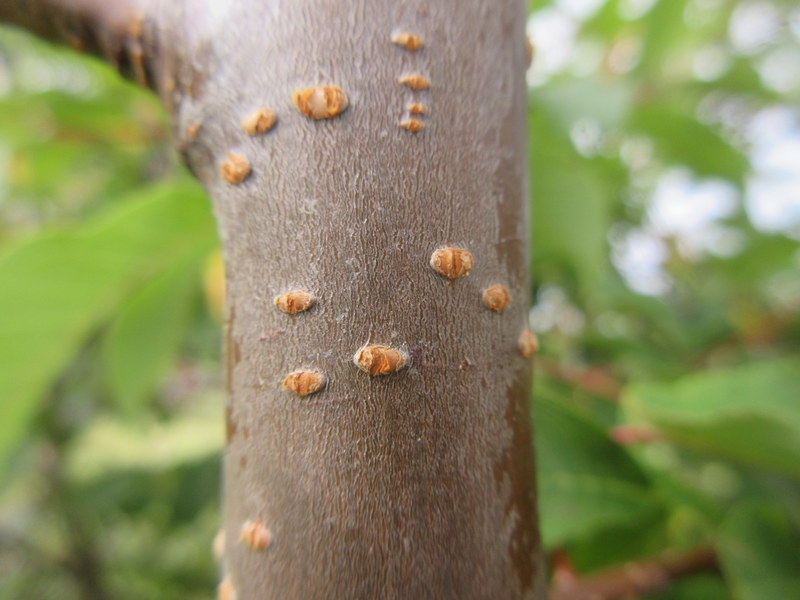 PRUNUS  PADUS  BIRD  CHERRY 06-09-2018 11-47-13.JPG