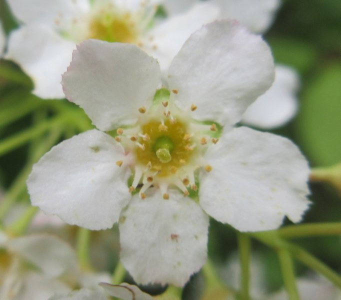 PRUNUS  PADUS  BIRD  CHERRY 13-05-2019 12-24-49.JPG