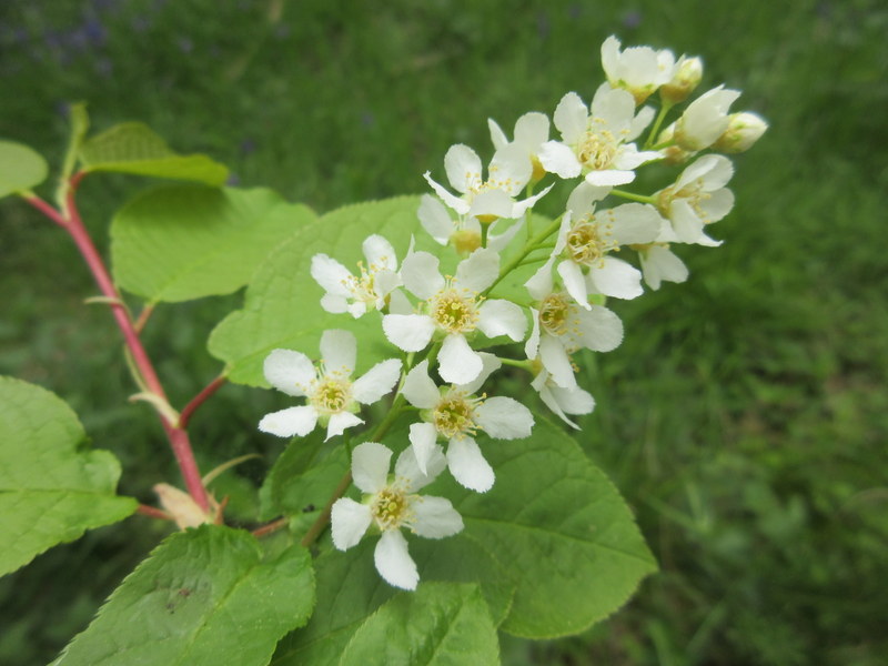 PRUNUS  PADUS  BIRD  CHERRY 13-05-2019 12-30-36.JPG