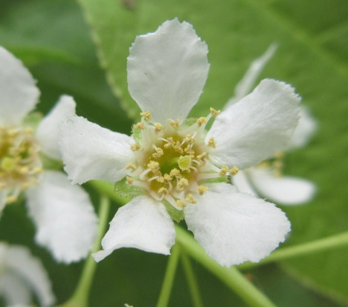 PRUNUS  PADUS  BIRD  CHERRY 13-05-2019 12-31-03.JPG