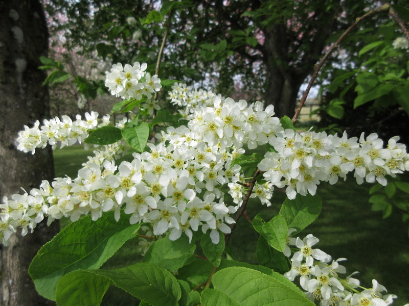 PRUNUS  PADUS  BIRD  CHERRY 30-04-2022 10-24-51.JPG