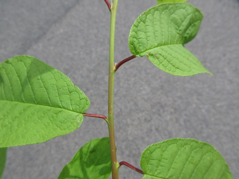 PRUNUS  PADUS  BIRD  CHERRY 30-04-2022 10-27-03.JPG