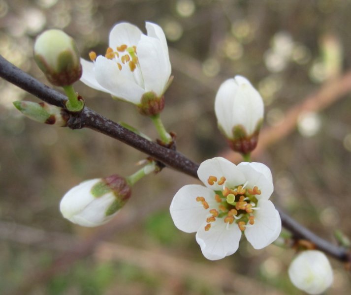 PRUNUS  SPINOSA  BLACKTHORN  SLOE 12-Apr-10 4-58-09 PM.jpg