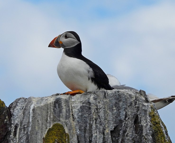 Puffin 3.JPG