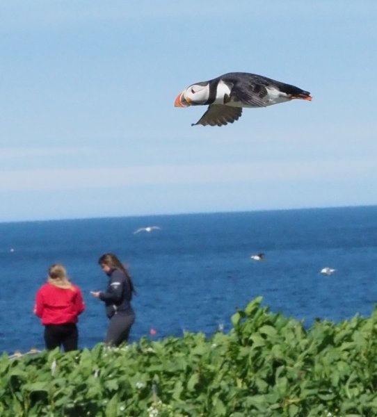 puffin4.jpg