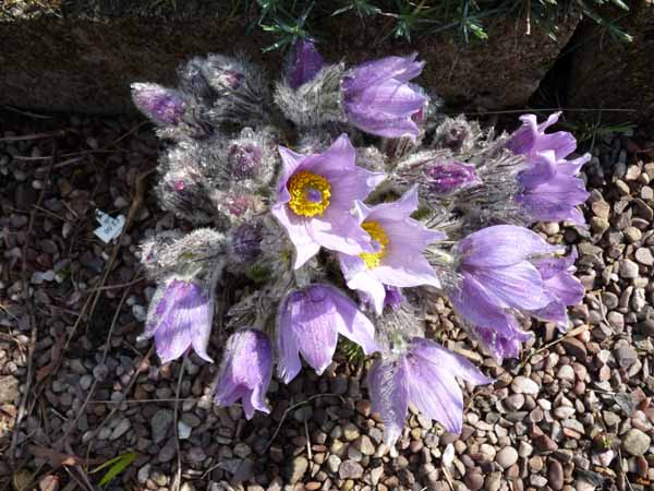 Pulsatilla grandis small.jpg