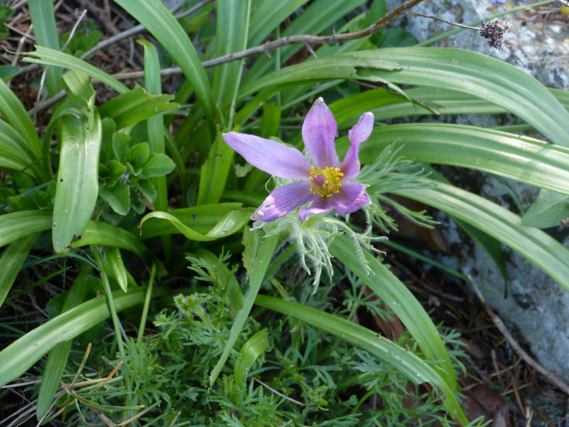 Pulsatilla vulgaris.JPG