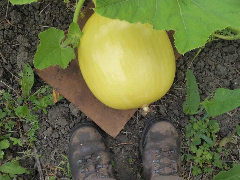 pumpkin 1.9.16.jpg