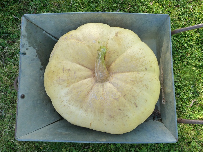 pumpkin 2012 cut.jpg