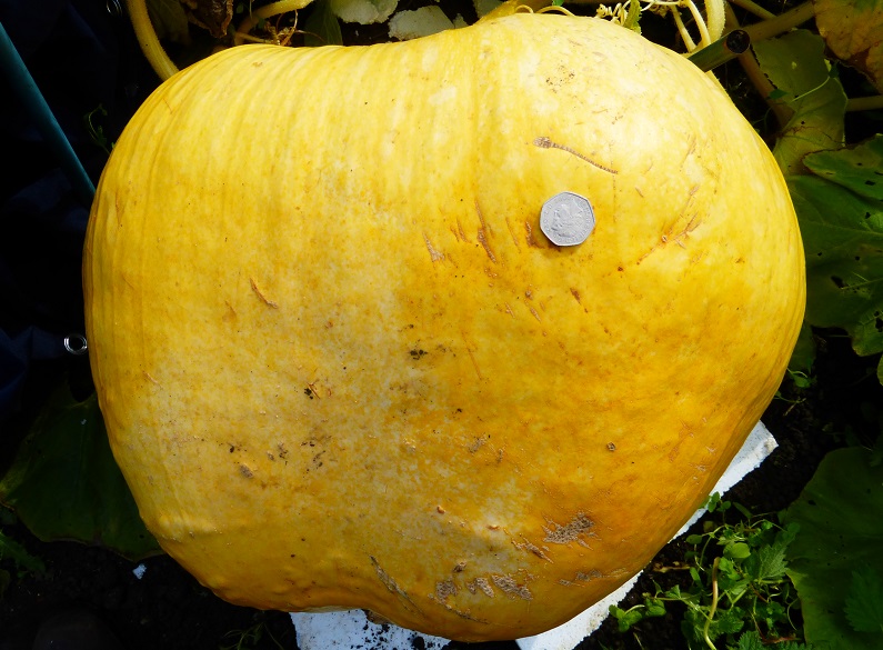 pumpkin 30.09.2015.jpg