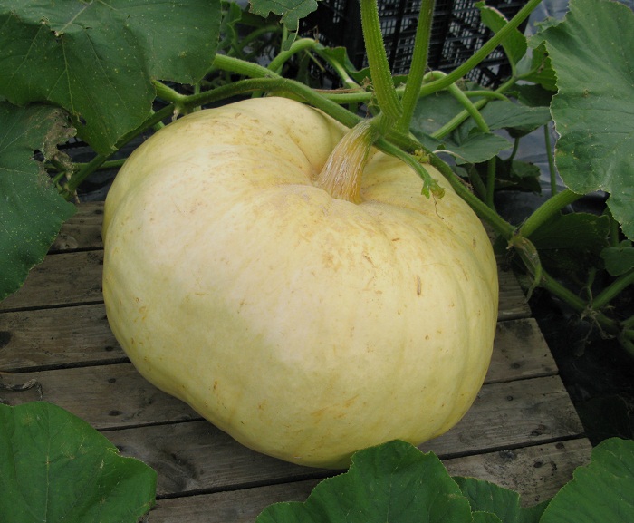 pumpkin 4.10.12.jpg