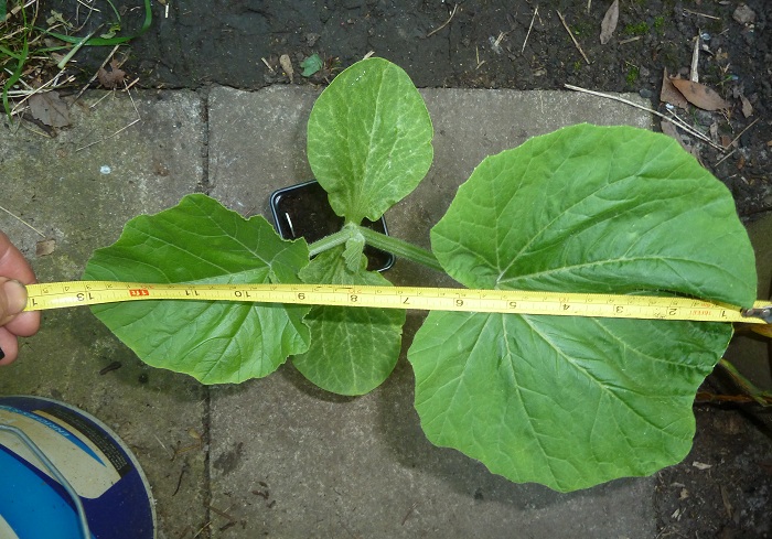 pumpkin ready to plant.jpg