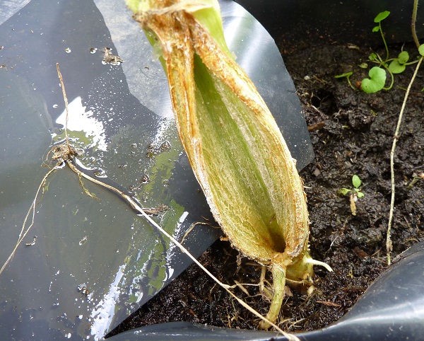 pumpkin split stem.jpg