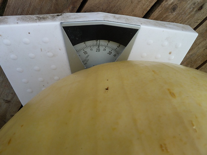 pumpkin weight.jpg