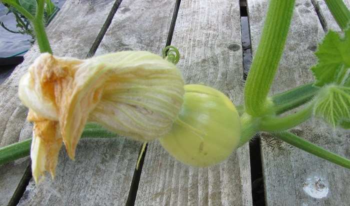 pumpkin17aug2013.jpg