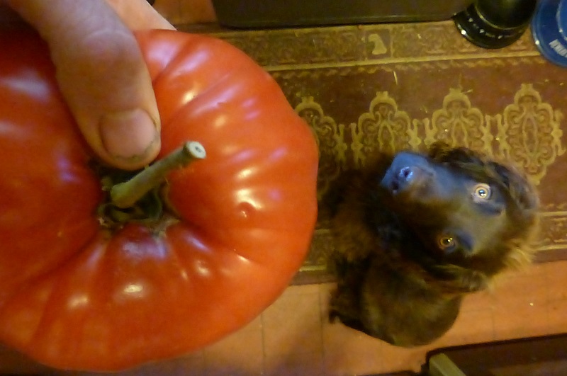 Pup and tomato.jpg